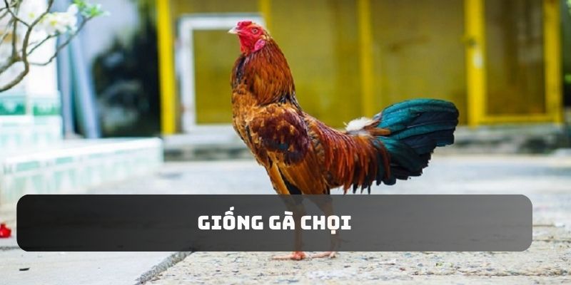 giống gà chọi